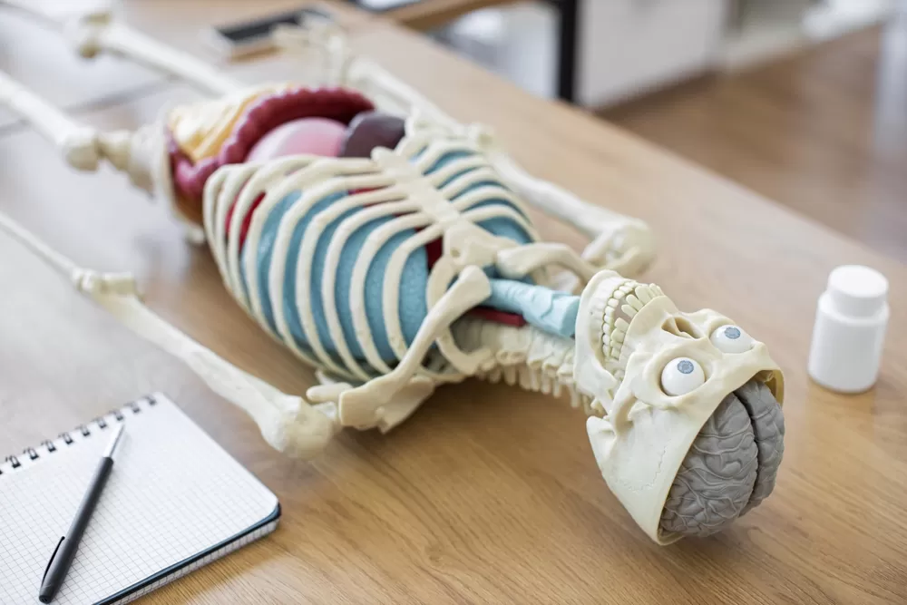 3d Druck Im Gesundheitssektor