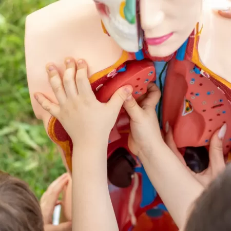 D Bildungsmaterialien